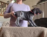 Star, a female German Shorthaired Pointer for sale in Clear Lake, WI – 7 of 8