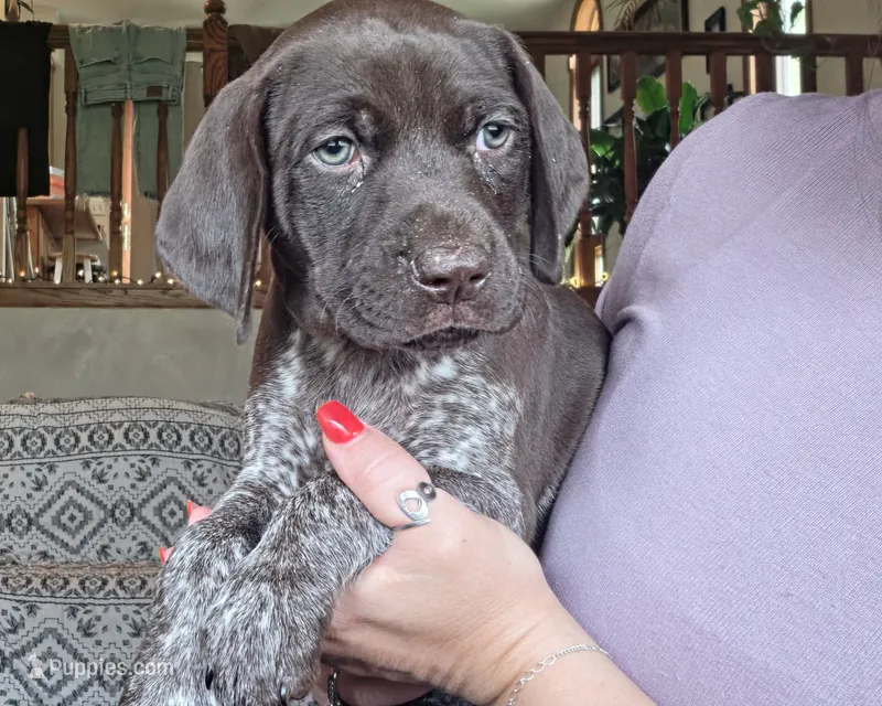 Star – German Shorthaired Pointer puppy for sale in Clear Lake, WI