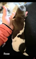 Rose , a female German Shorthaired Pointer for sale in Clear Lake, WI – 8 of 10