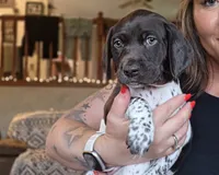 Rose , a female German Shorthaired Pointer for sale in Clear Lake, WI – 7 of 10