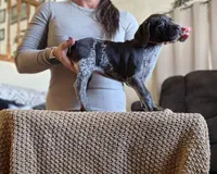 Blanche AKA Barrel , a female German Shorthaired Pointer for sale in Clear Lake, WI – 7 of 7