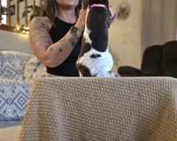 Rose , a female German Shorthaired Pointer for sale in Clear Lake, WI – 4 of 10