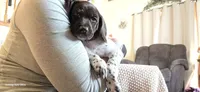 Sofia , a female German Shorthaired Pointer for sale in Clear Lake, WI – 6 of 9