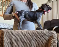 Blanche AKA Barrel , a female German Shorthaired Pointer for sale in Clear Lake, WI – 3 of 7