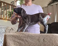 Star, a female German Shorthaired Pointer for sale in Clear Lake, WI – 6 of 8