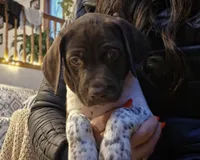 Eddie , a male German Shorthaired Pointer for sale in Clear Lake, WI – 2 of 6