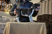 Eddie , a male German Shorthaired Pointer for sale in Clear Lake, WI – 1 of 6