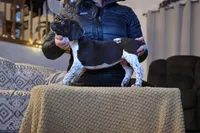Eddie , a male German Shorthaired Pointer for sale in Clear Lake, WI – 4 of 6