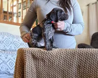 Dash , a male German Shorthaired Pointer for sale in Clear Lake, WI – 3 of 5