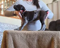 Blanche AKA Barrel , a female German Shorthaired Pointer for sale in Clear Lake, WI – 6 of 7