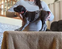 Blanche AKA Barrel , a female German Shorthaired Pointer for sale in Clear Lake, WI – 4 of 7