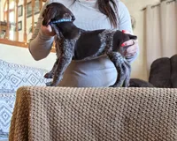 Dash , a male German Shorthaired Pointer for sale in Clear Lake, WI – 5 of 5
