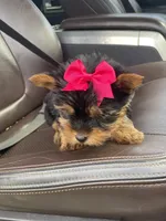 Emma , a female Yorkshire Terrier for sale in Bowling Green, KY – Photo 2 of 4