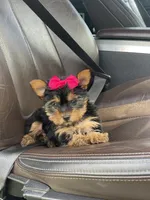 Emma , a female Yorkshire Terrier for sale in Bowling Green, KY – Photo 4 of 4