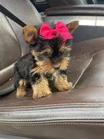 Emma , a female Yorkshire Terrier for sale in Bowling Green, KY – Photo 1 of 4