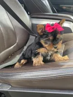 Emma , a female Yorkshire Terrier for sale in Bowling Green, KY – Photo 3 of 4