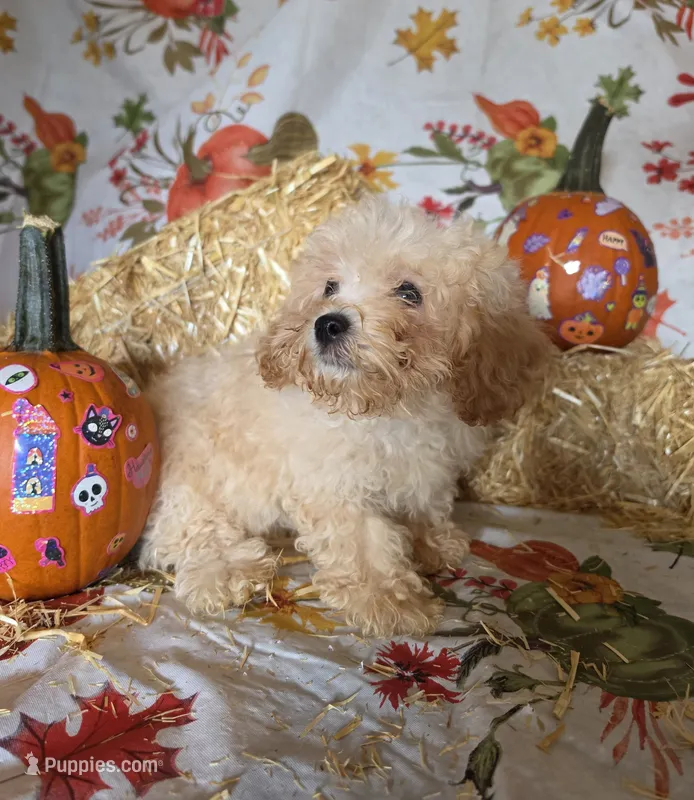 George – Poodle - Toy  puppy for sale in Tupelo, MS