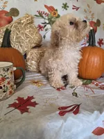 George, a male Poodle - Toy  for sale in Tupelo, MS – 4 of 5
