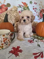 George, a male Poodle - Toy  for sale in Tupelo, MS – 5 of 5