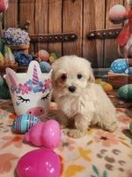 Piper Girl 1, a female Maltipoo for sale in Tupelo, MS – Photo 5 of 5