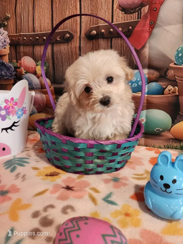 Piper Girl 1, a female Maltipoo for sale in Tupelo, MS – Photo 1 of 5