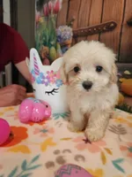 Piper Girl 1, a female Maltipoo for sale in Tupelo, MS – Photo 2 of 5