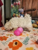 Piper Girl 1, a female Maltipoo for sale in Tupelo, MS – Photo 3 of 5