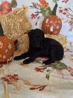 Penny, a female Poodle - Standard  for sale in Tupelo, MS – 2 of 3