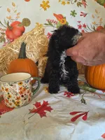 Conway, a male Poodle - Toy  for sale in Tupelo, MS – 8 of 8