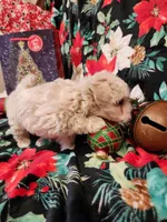 Girl 3, a female Maltipoo for sale in Tupelo, MS – Photo 2 of 4