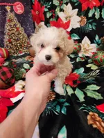 Girl 3, a female Maltipoo for sale in Tupelo, MS – Photo 3 of 4