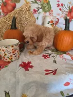 Reba, a female Poodle - Toy  for sale in Tupelo, MS – 8 of 8