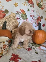 Reba, a female Poodle - Toy  for sale in Tupelo, MS – 3 of 8