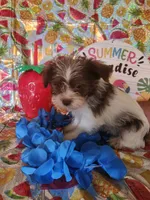 Jessie, a male Miniature Schnauzer and Shih Tzu for sale in Tupelo, MS – 2 of 2