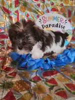 Luke, a male Miniature Schnauzer and Shih Tzu for sale in Tupelo, MS – 3 of 3