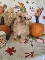 Reba, a female Poodle - Toy  for sale in Tupelo, MS – 7 of 8