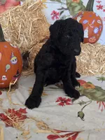 Penny, a female Poodle - Standard  for sale in Tupelo, MS – 3 of 3