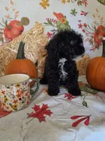 Conway, a male Poodle - Toy  for sale in Tupelo, MS – 7 of 8
