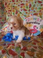 Bo, a male Miniature Schnauzer and Shih Tzu for sale in Tupelo, MS – 3 of 4