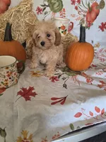 Reba, a female Poodle - Toy  for sale in Tupelo, MS – 6 of 8