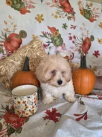 Dolly, a female Poodle - Toy  for sale in Tupelo, MS – 2 of 4