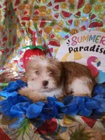 Bo, a male Miniature Schnauzer and Shih Tzu for sale in Tupelo, MS – 2 of 4