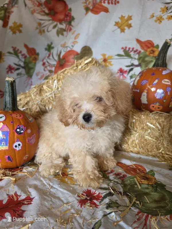 George – Poodle - Toy  puppy for sale in Tupelo, MS