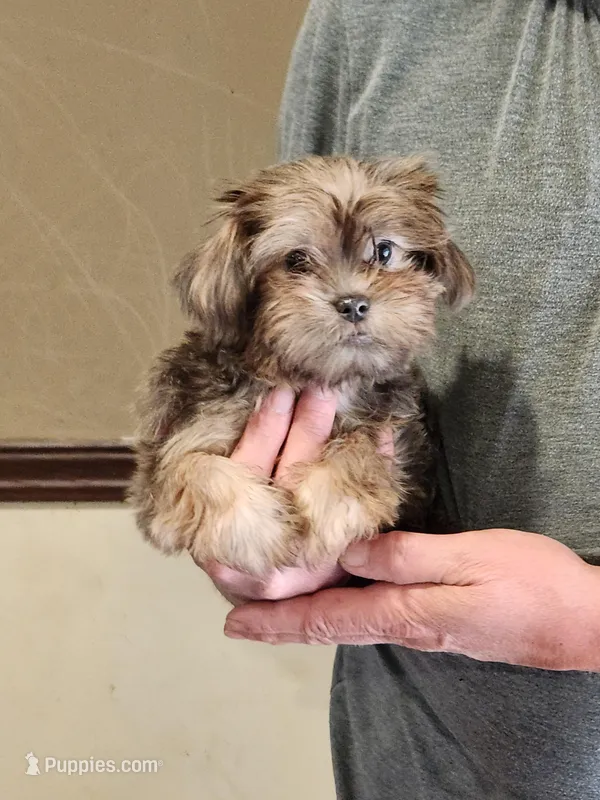 Lexi Baby 4, a female Shorkie for sale in Tupelo, MS – Photo 1 of 2