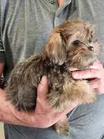 Lexi Baby 4, a female Shorkie for sale in Tupelo, MS – Photo 2 of 2