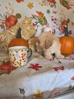 George, a male Poodle - Toy  for sale in Tupelo, MS – 3 of 5