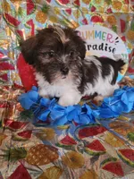 Luke, a male Miniature Schnauzer and Shih Tzu for sale in Tupelo, MS – 1 of 3