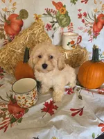 Dolly, a female Poodle - Toy  for sale in Tupelo, MS – 1 of 4