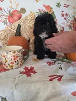 Conway, a male Poodle - Toy  for sale in Tupelo, MS – 6 of 8