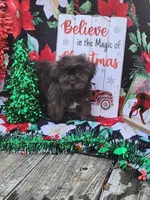 Lexi Male 2, a male Shorkie for sale in Tupelo, MS – Photo 2 of 3
